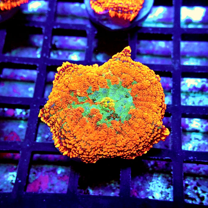 Red Green Center Ultra Rhodactis