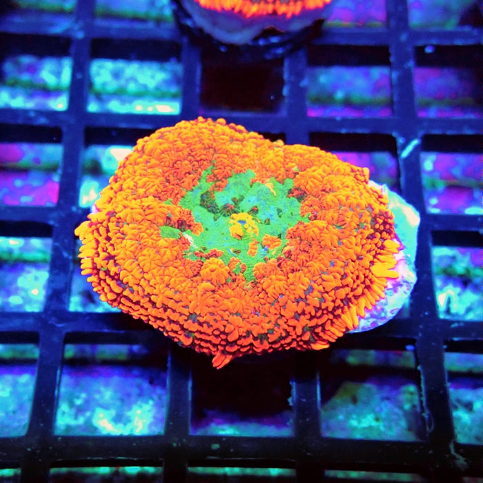 Red Green Center Ultra Rhodactis