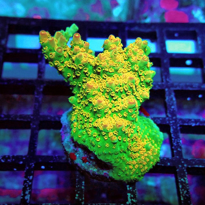 Acro Frag Aquaculture