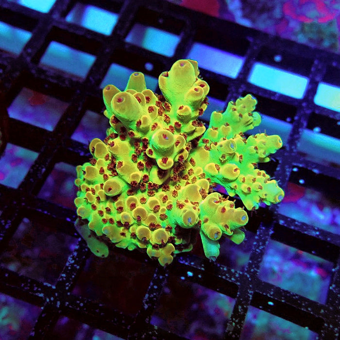 Acro Frag Aquaculture