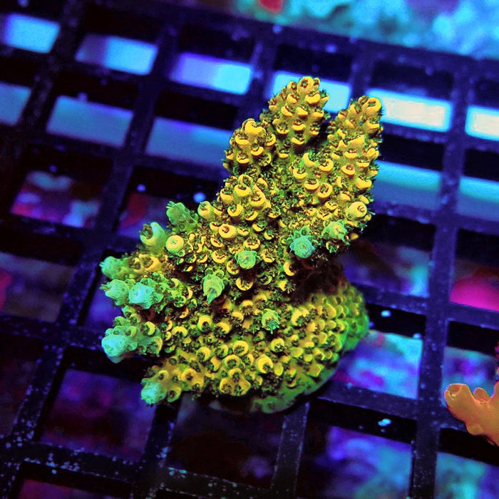 Acro Frag Aquaculture