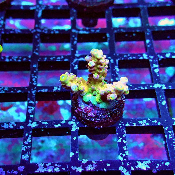 REx Lilac Frodo Acro