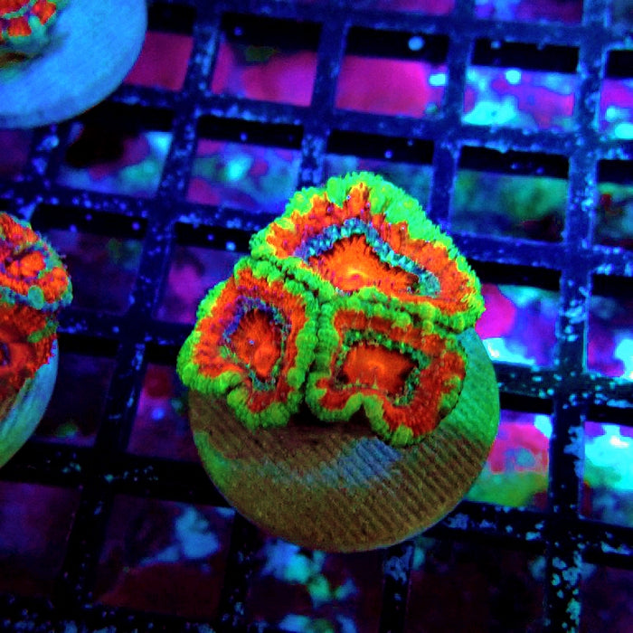 Acan Lord Ultra Frag