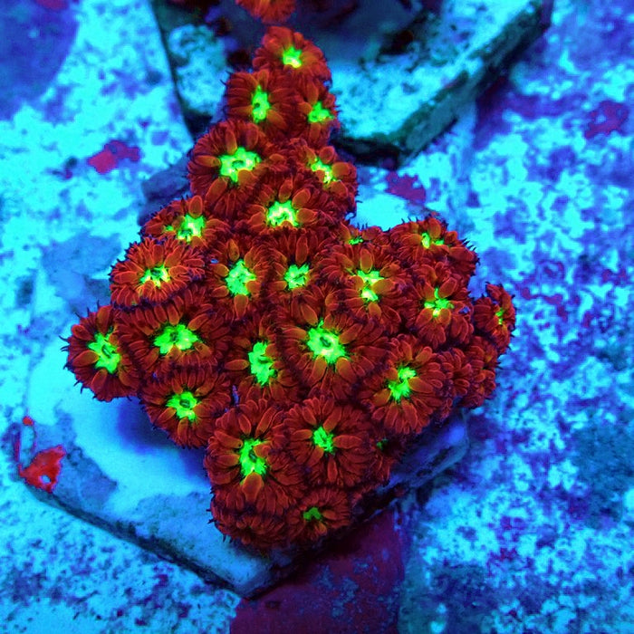 Blastomussa Merletti Ultra Mini Colony