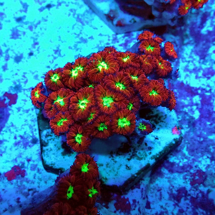 Blastomussa Merletti Ultra Mini Colony