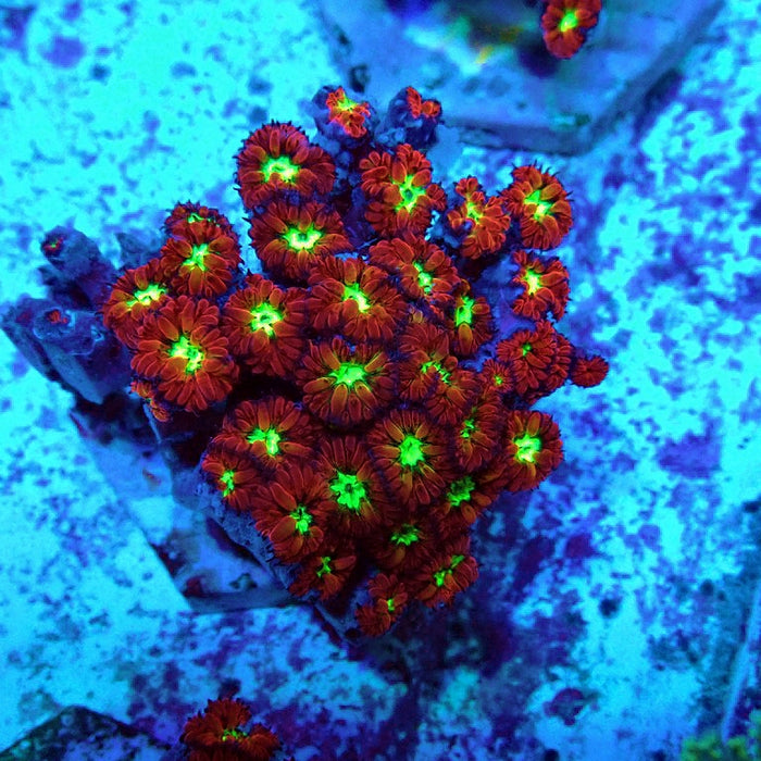 Blastomussa Merletti Ultra Mini Colony