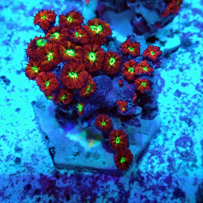Blastomussa Merletti Ultra Mini Colony