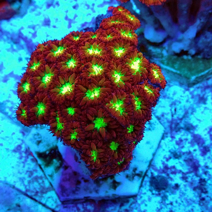 Blastomussa Merletti Ultra Mini Colony