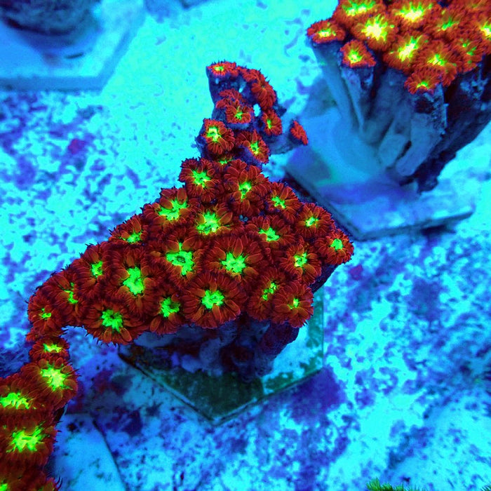 Blastomussa Merletti Ultra Mini Colony