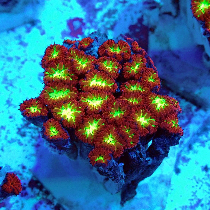 Blastomussa Merletti Ultra Mini Colony