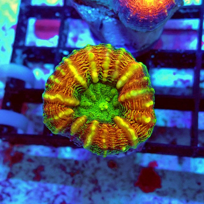Lobophyllia Tricolori Super Ultra Coral