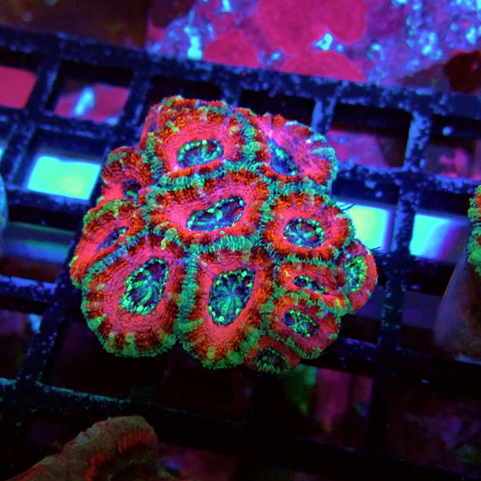 Acan Lord Coral Frag Ultra (3)