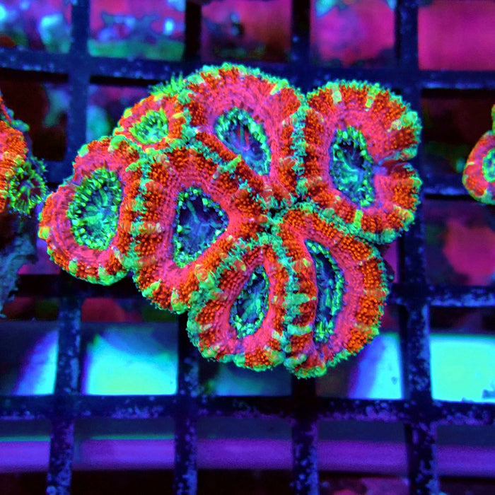 Acan Lord Coral Frag Ultra (3)