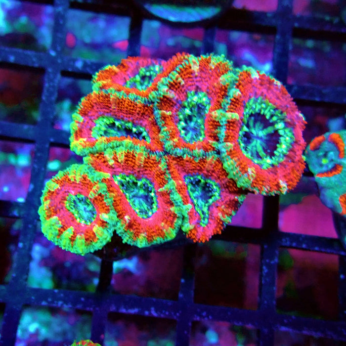 Acan Lord Coral Frag Ultra (3)