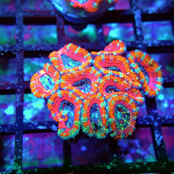 Acan Lord Coral Frag Ultra (3)