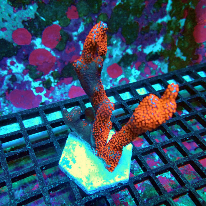 Montipora bulgum