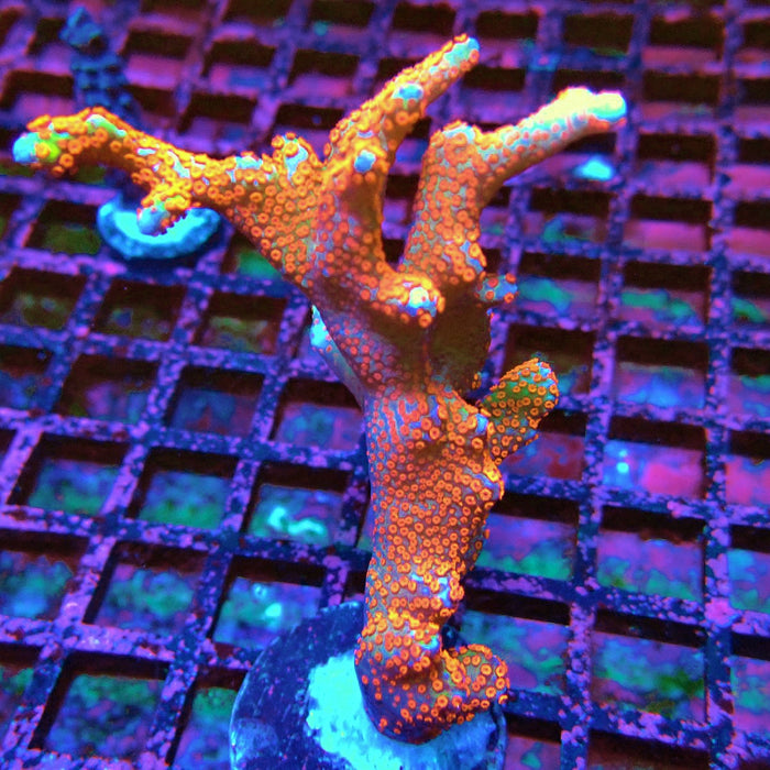 Montipora bulgum