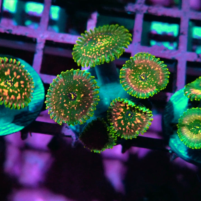 Ultra Zoas Frag
