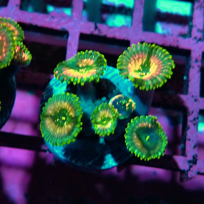 Ultra Zoas Frag