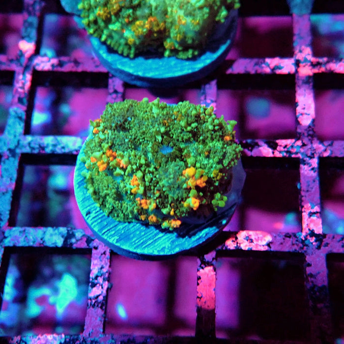 Fuzzy Bubble Rodactis