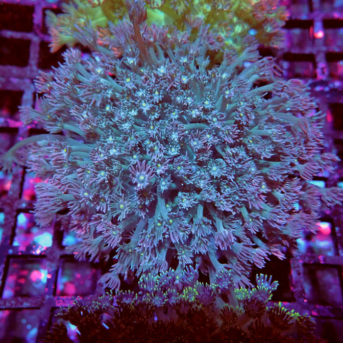 Goniopora Mini Colony
