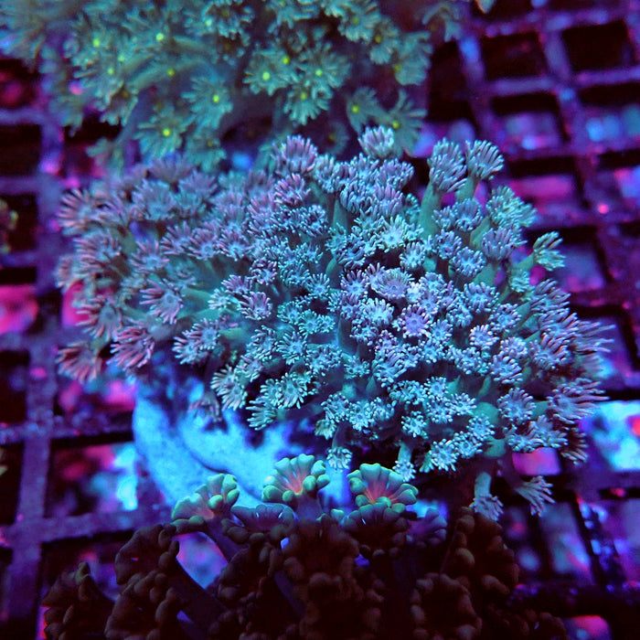 Goniopora Mini Colony