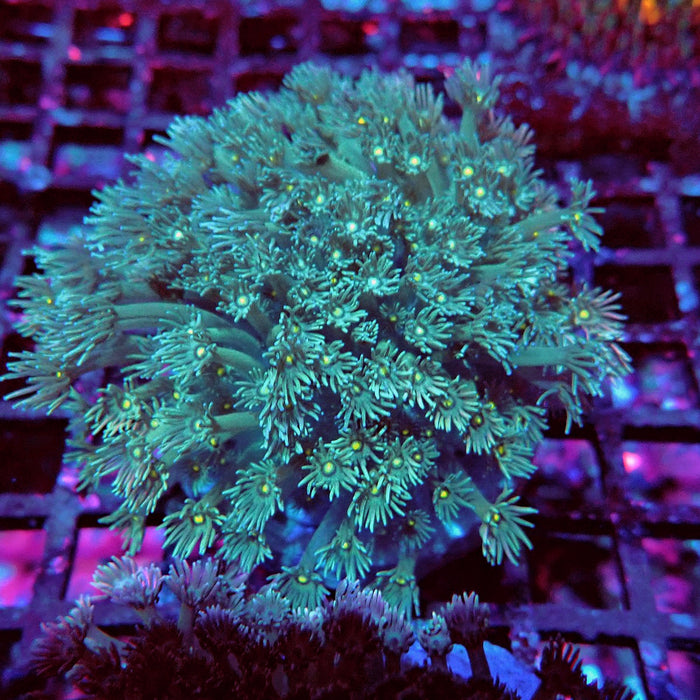 Goniopora Mini Colony