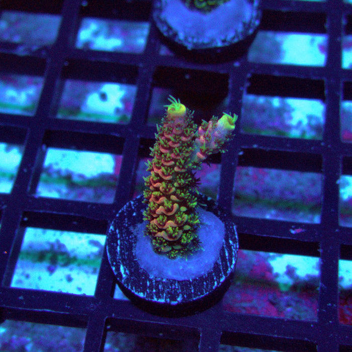 REx Crazy Pink Mille Acro