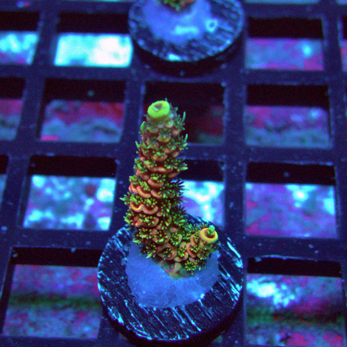 REx Crazy Pink Mille Acro