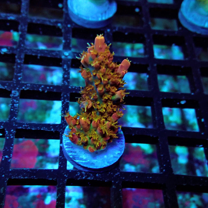 REx Celestial Fire Acro