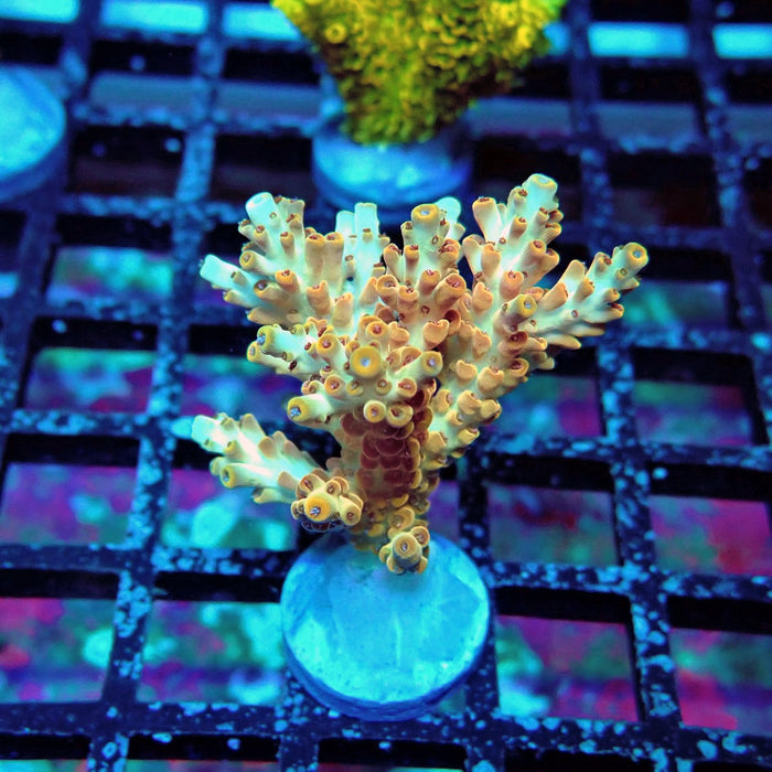 Orange Microclados Acro