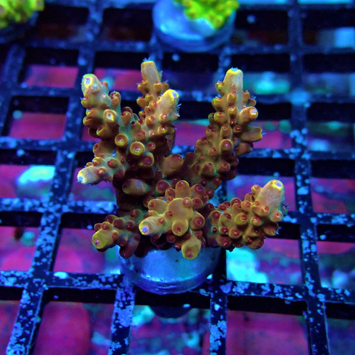 Pink-Purple Phoenix Acro