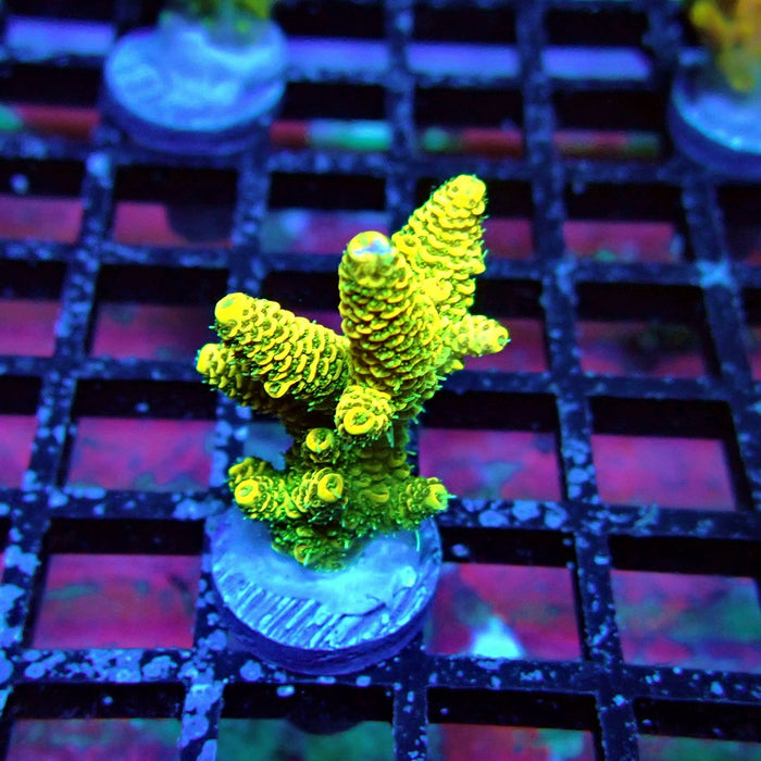 Sunset Millepora Acro
