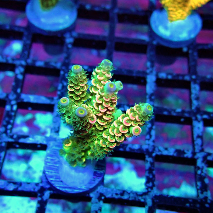 Green Pink Scale Tenuis Acro