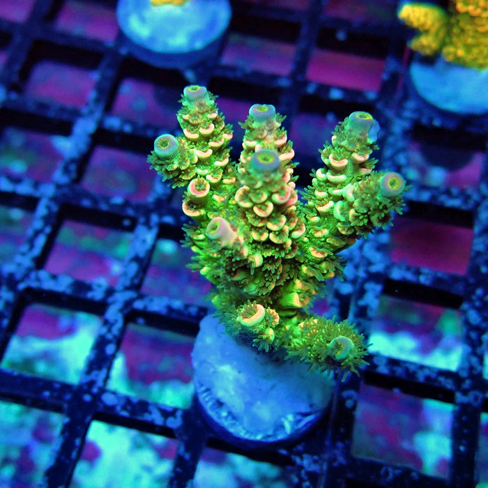 Green Pink Scale Tenuis Acro
