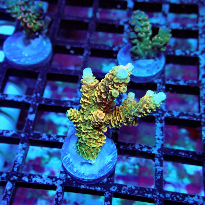 Rainbow Millepora Acro