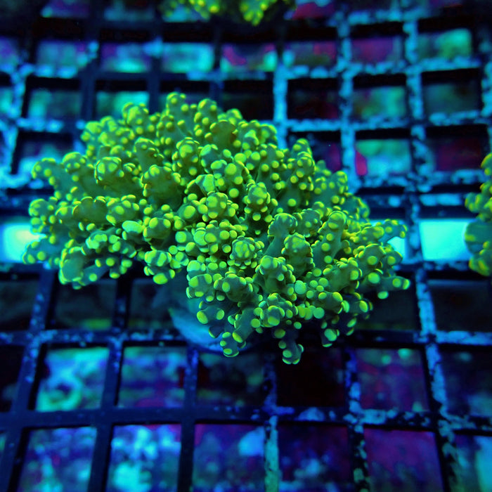 Green Yellow Octospawn Euphyllia