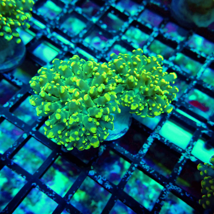 Green Yellow Octospawn Euphyllia