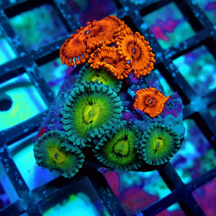 Ultra Zoas Frag