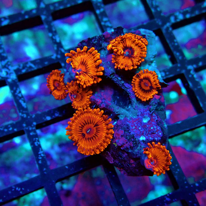 Ultra Zoas Frag