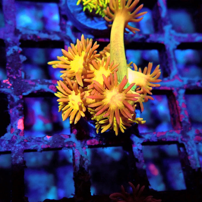 Rainbow Goniopora Frag (1)