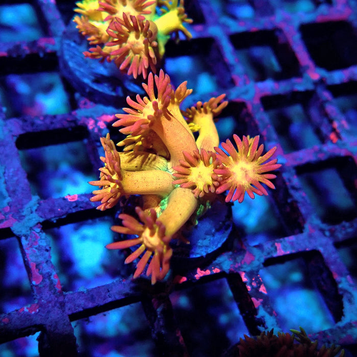 Rainbow Goniopora Frag (1)