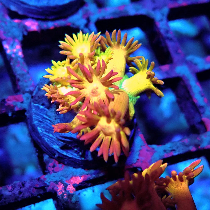 Rainbow Goniopora Frag (1)