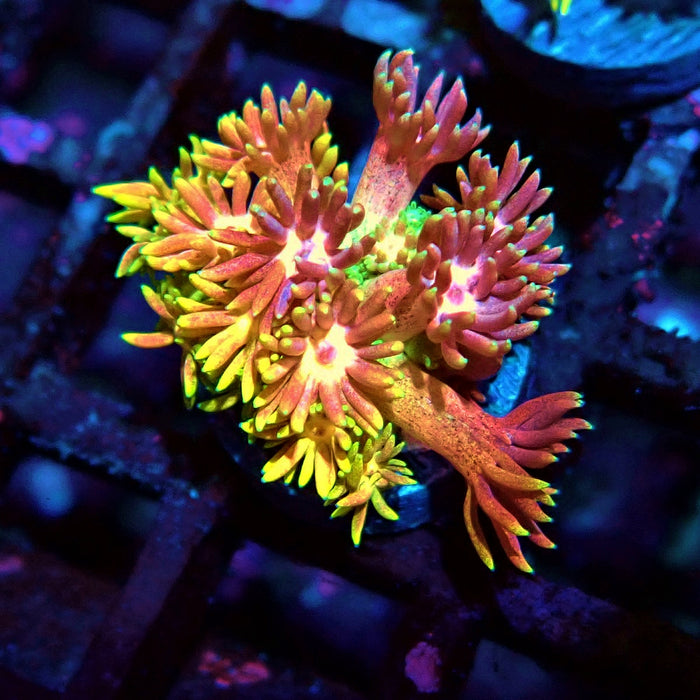 Rainbow Goniopora Frag (1)