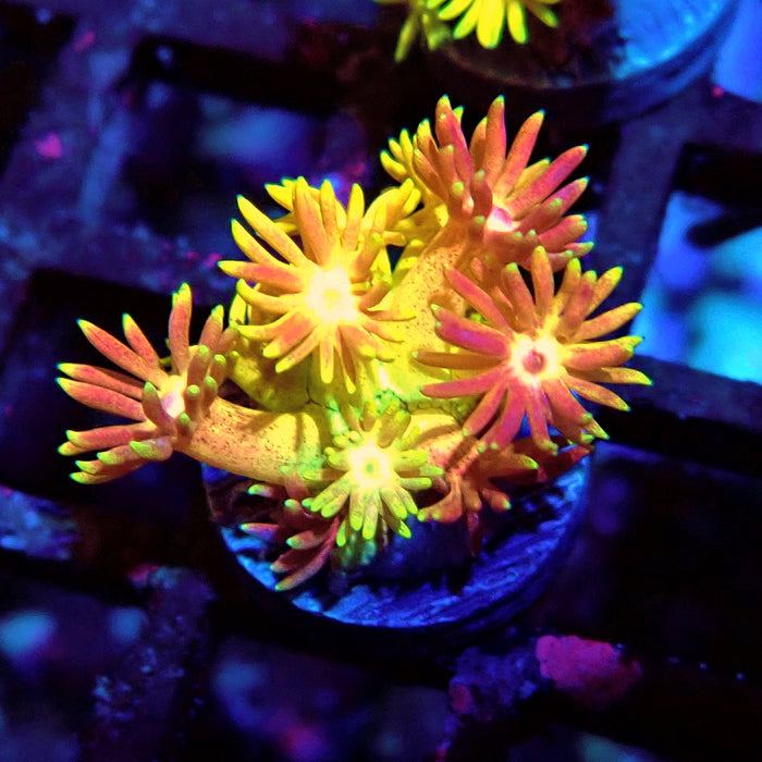 Rainbow Goniopora Frag (1)