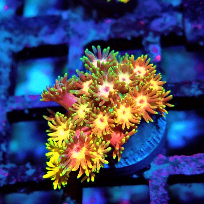 Rainbow Goniopora Frag (1)