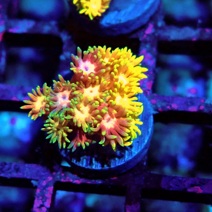 Rainbow Goniopora Frag (1)