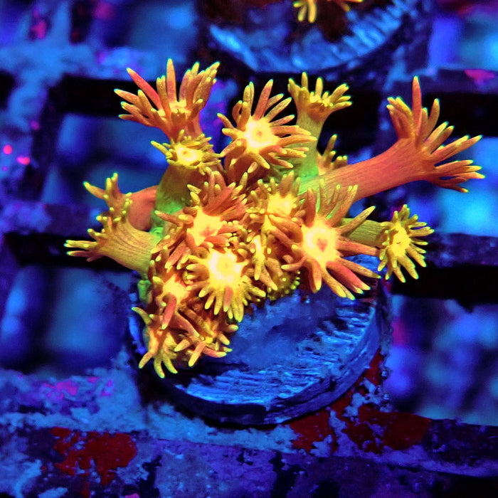 Rainbow Goniopora Frag (1)