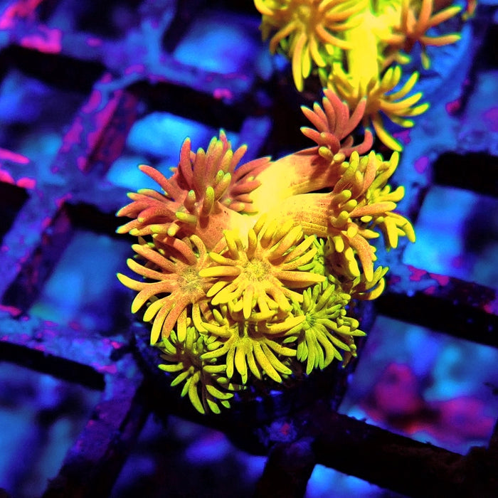 Rainbow Goniopora Frag (1)