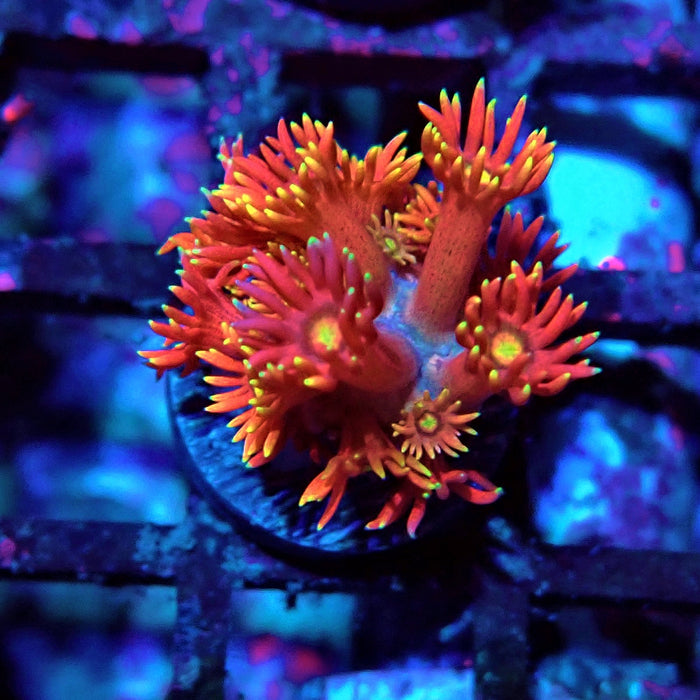 Red Goniopora Frag